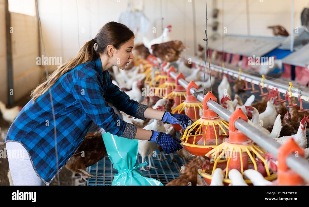 Donna proprietario di fattoria di pollame che istituisce appendere alimentatori di pollo Foto Stock