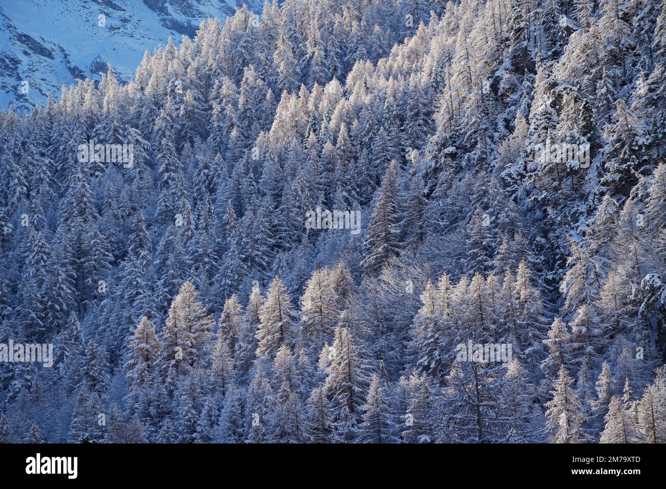 Foresta di montagna con abeti innevati. Bella scena all'aperto delle Alpi piemontesi. Bellezza del concetto di sfondo della natura. Foto Stock