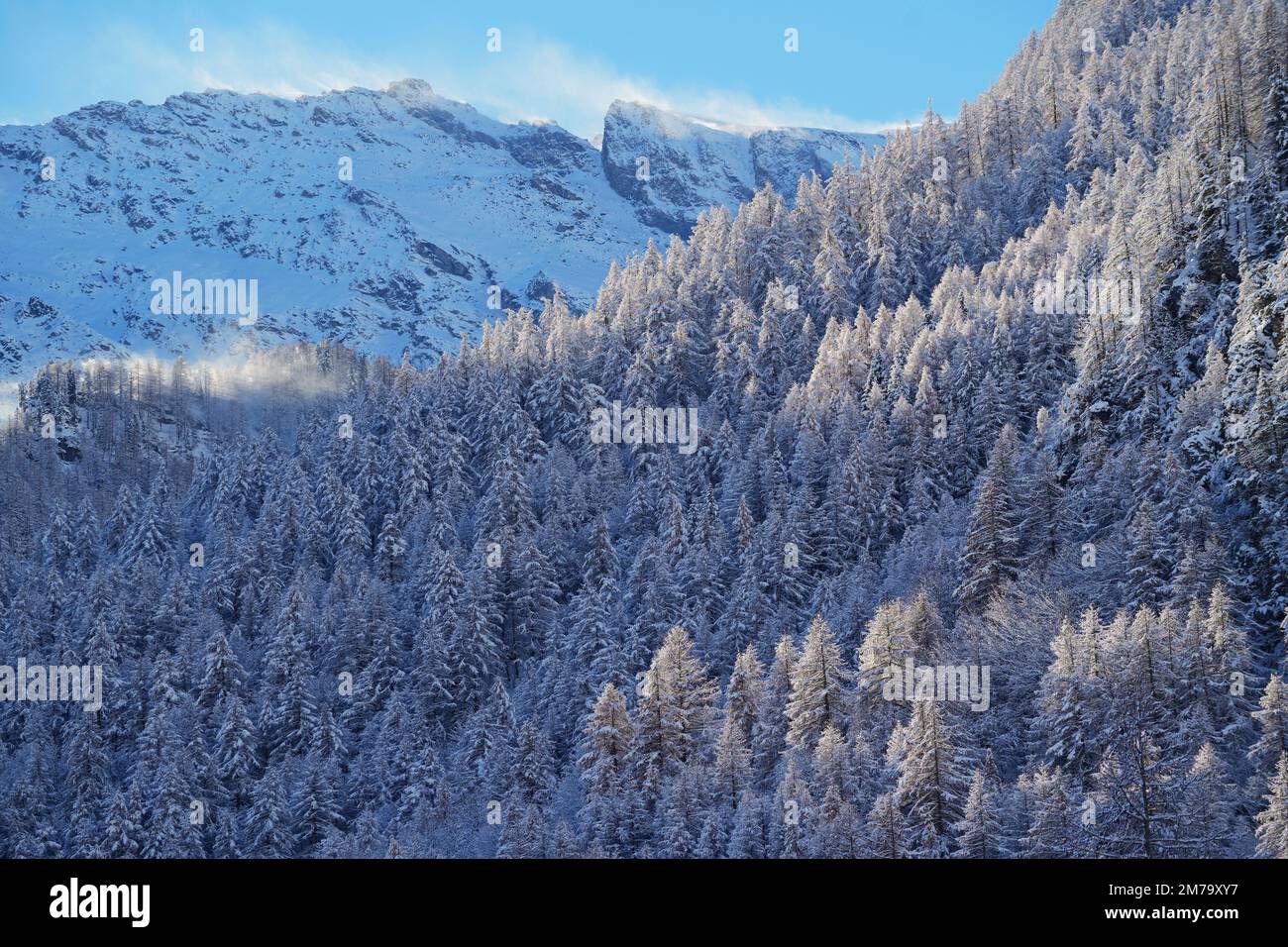 Foresta di montagna con abeti innevati. Bella scena all'aperto delle Alpi piemontesi. Bellezza del concetto di sfondo della natura. Foto Stock