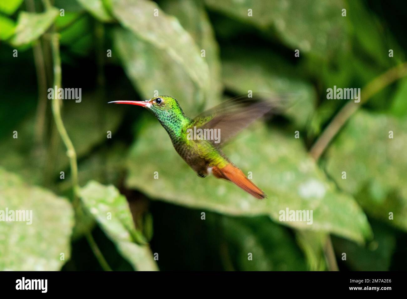 Amazilia hummingbird (Amazilis amazilia) che vola nella foresta nuvola di Mindo, nella regione di Quito, Ecuador. Foto Stock