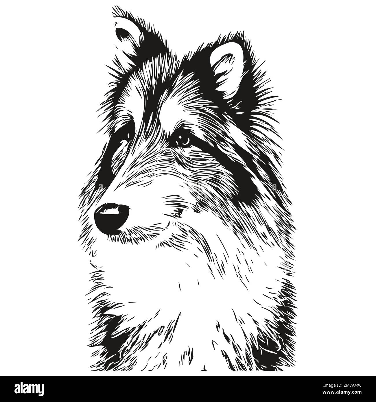Shetland Sheepdog cane disegno a mano vettoriale linea arte disegno bianco e nero logo animali illustrazione Illustrazione Vettoriale