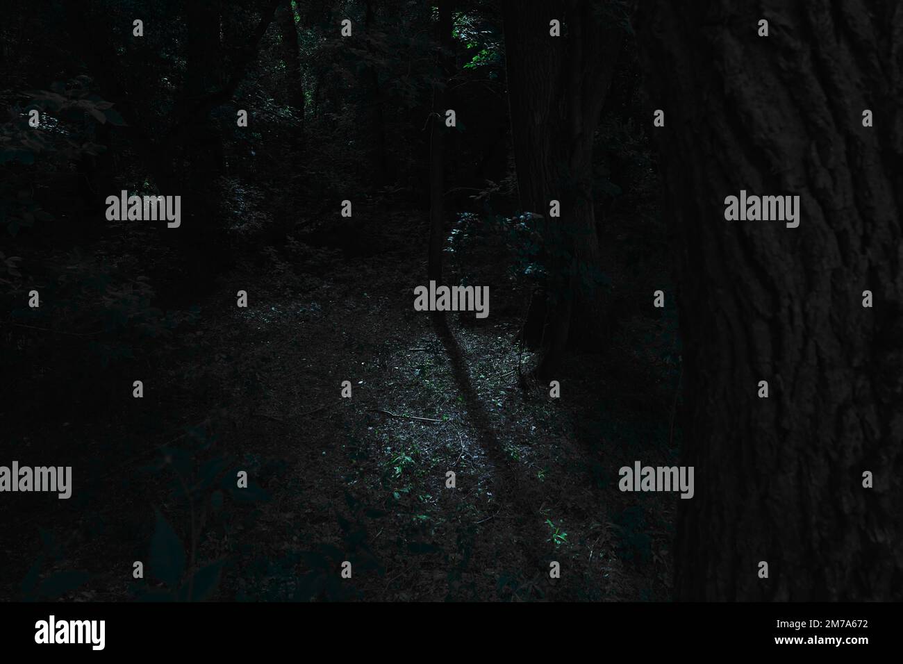 Foresta di metallo nero, nebbia scura foresta spettrale, atmosfera horror scuro Foto Stock