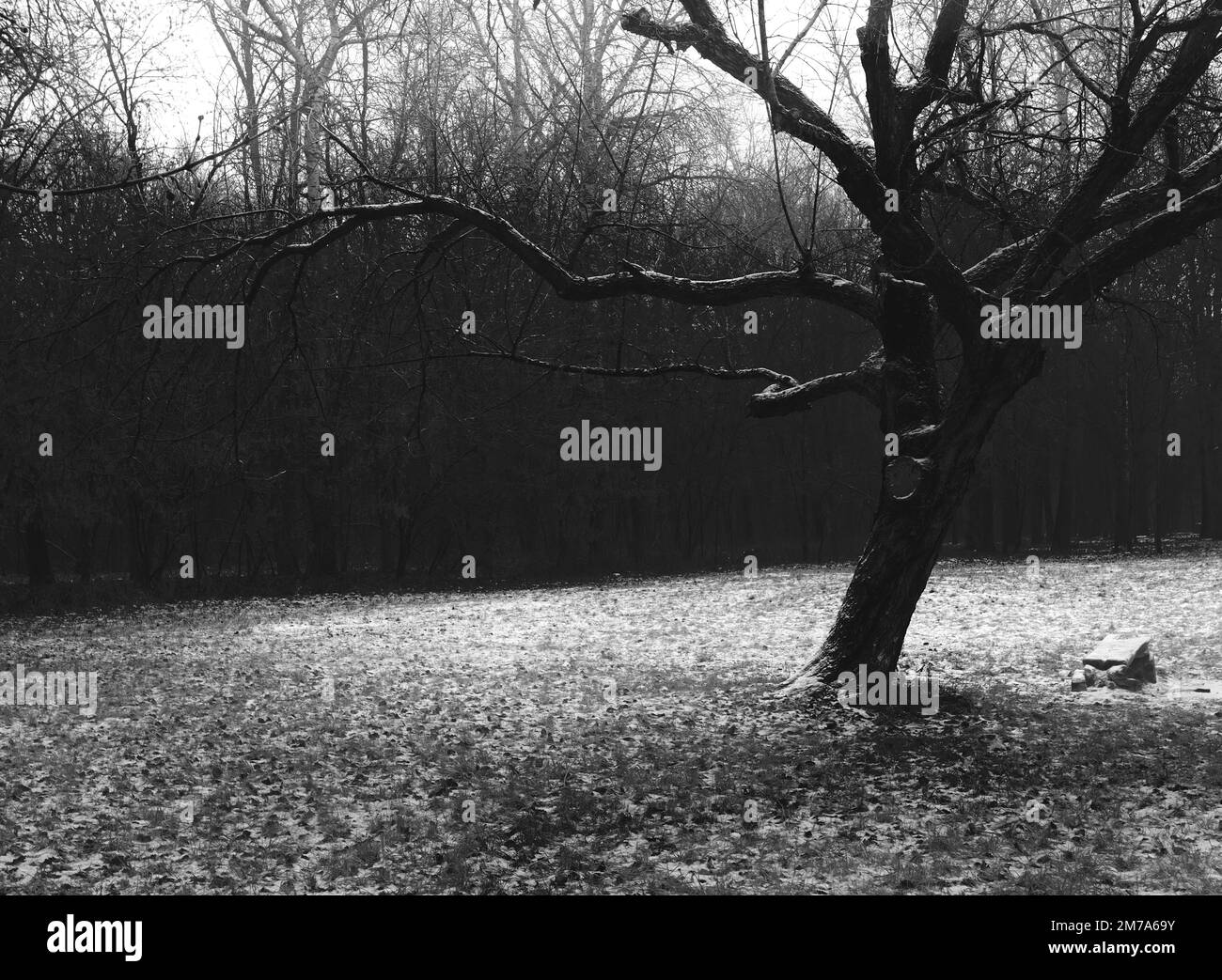 Inverno suggestiva foresta di metallo nero, atmosfera horror scuro Foto Stock