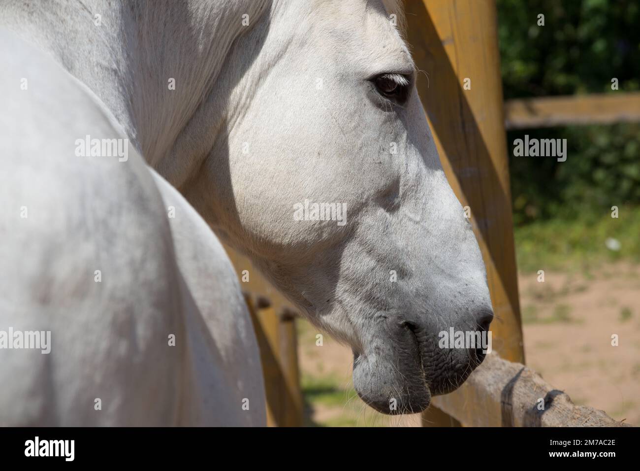 Vista ravvicinata della testa del cavallo bianco Foto Stock