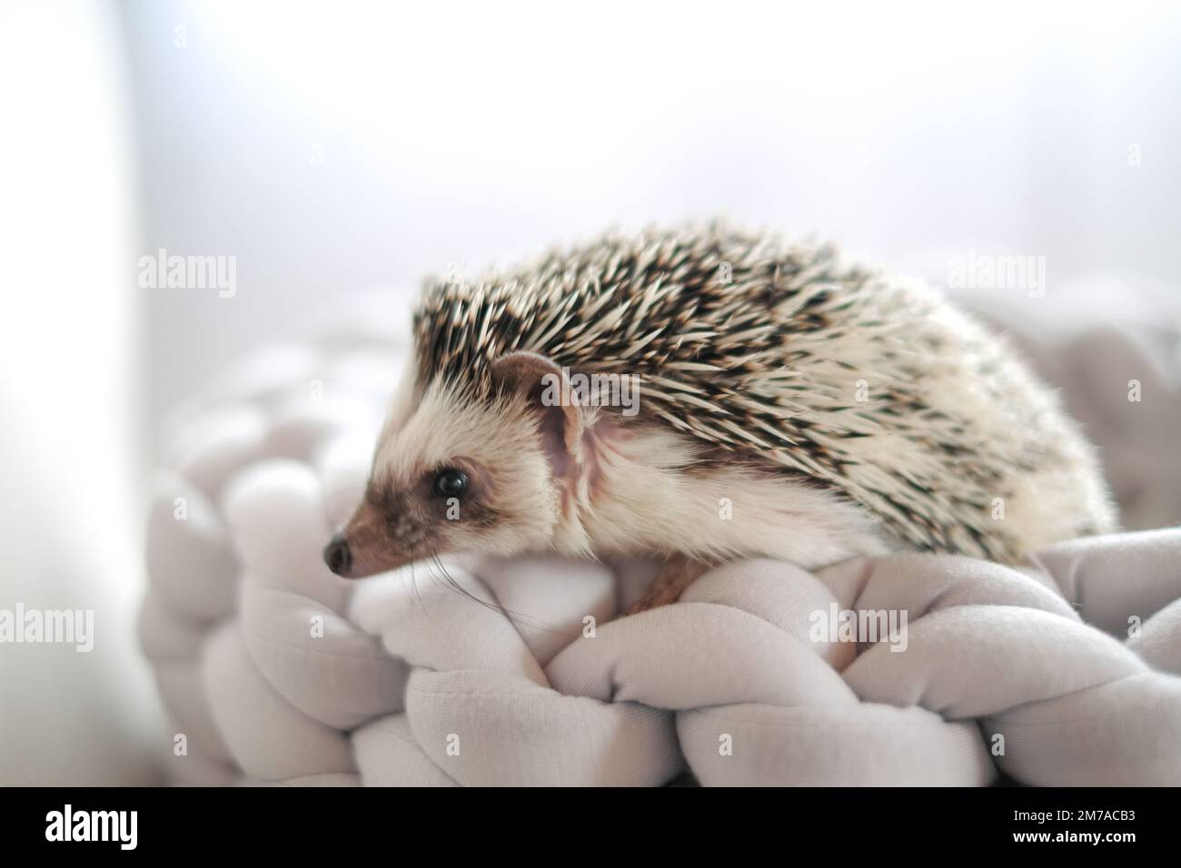 prickly animale domestico. Hedgehog in un letto grigio in vimini su uno sfondo sfocato chiaro.African pygmy hedgehog.Accessories e case per hedgehog. Animali domestici.Grigio Foto Stock