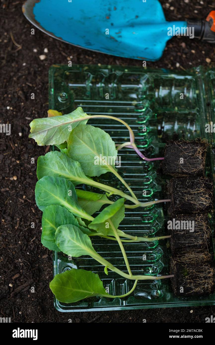 Giardinaggio e Agriculture.Romaine giovani pianta di lattuga e cucchiaio da giardino blu, giovani pianta di lattuga con rizomi sulla terra. Pianta di lattuga sulla terra Foto Stock