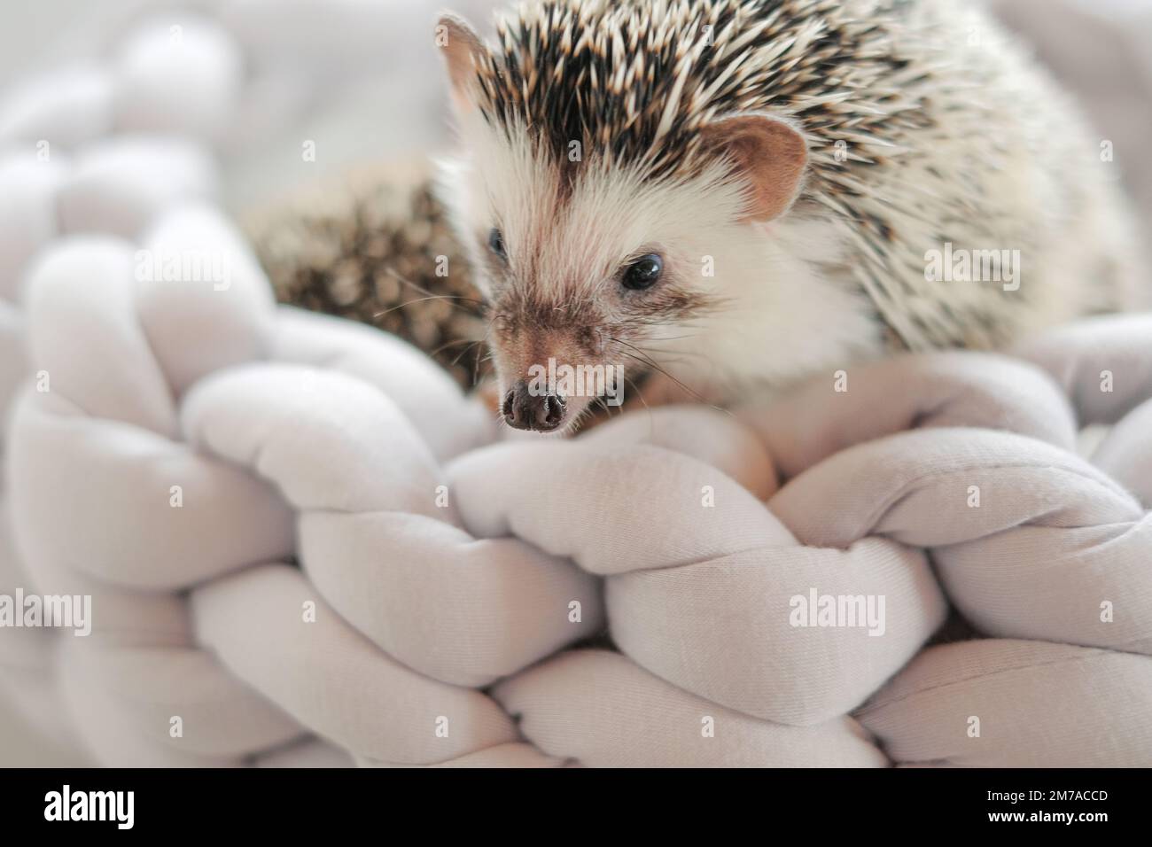 Accessori e case per ricci. Hedgehog in un hedgehog grigio in vimini. Riccio grigio con macchie bianche. Animale domestico pungente. Foto Stock