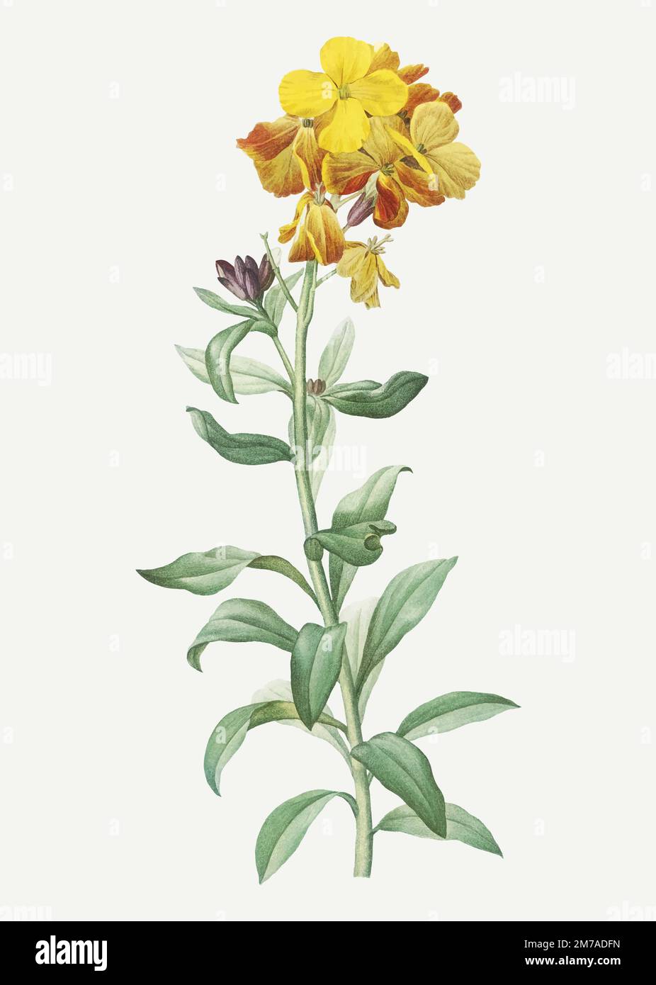 Vintage vettore di piante di fiori gialli Illustrazione Vettoriale