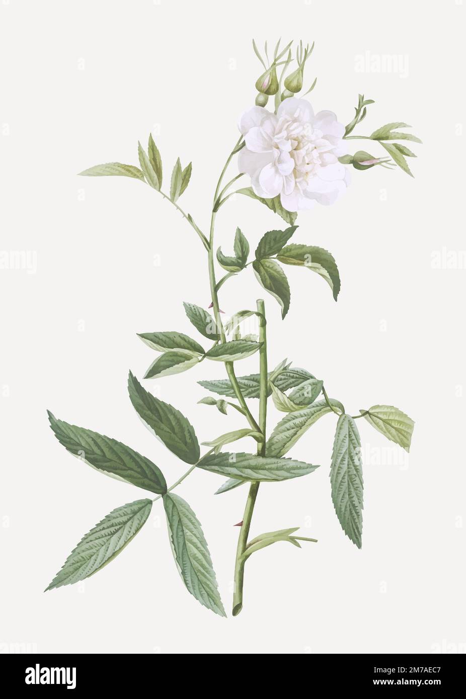 Rosa bianca di York vettore Illustrazione Vettoriale