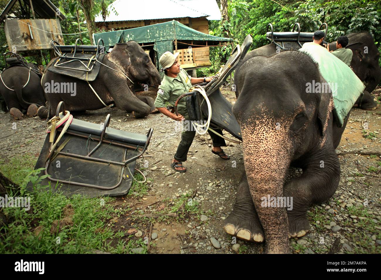Un ranger del Parco Nazionale di Gunung Leuser sta dotando un elefante di Sumatran di sella a Tangkahan, un parco nazionale confinante con il villaggio situato a Langkat, Sumatra settentrionale, Indonesia. Foto Stock