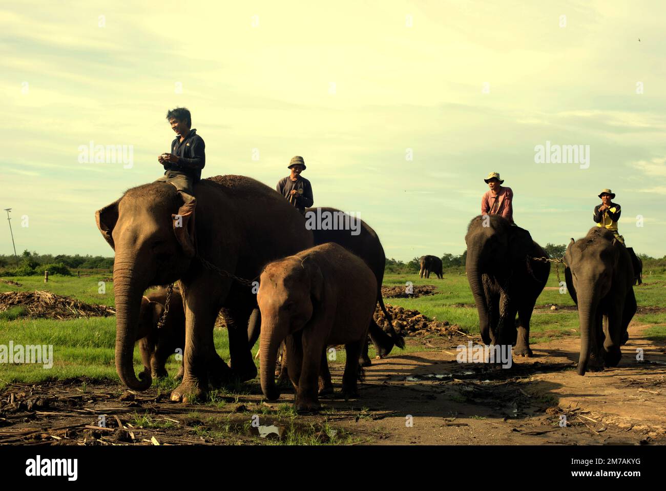 I mahouts, anche rangers del parco nazionale, stanno cavalcando gli elefanti di Sumatran nel parco nazionale di Kambas, Lampung, Indonesia. Foto Stock