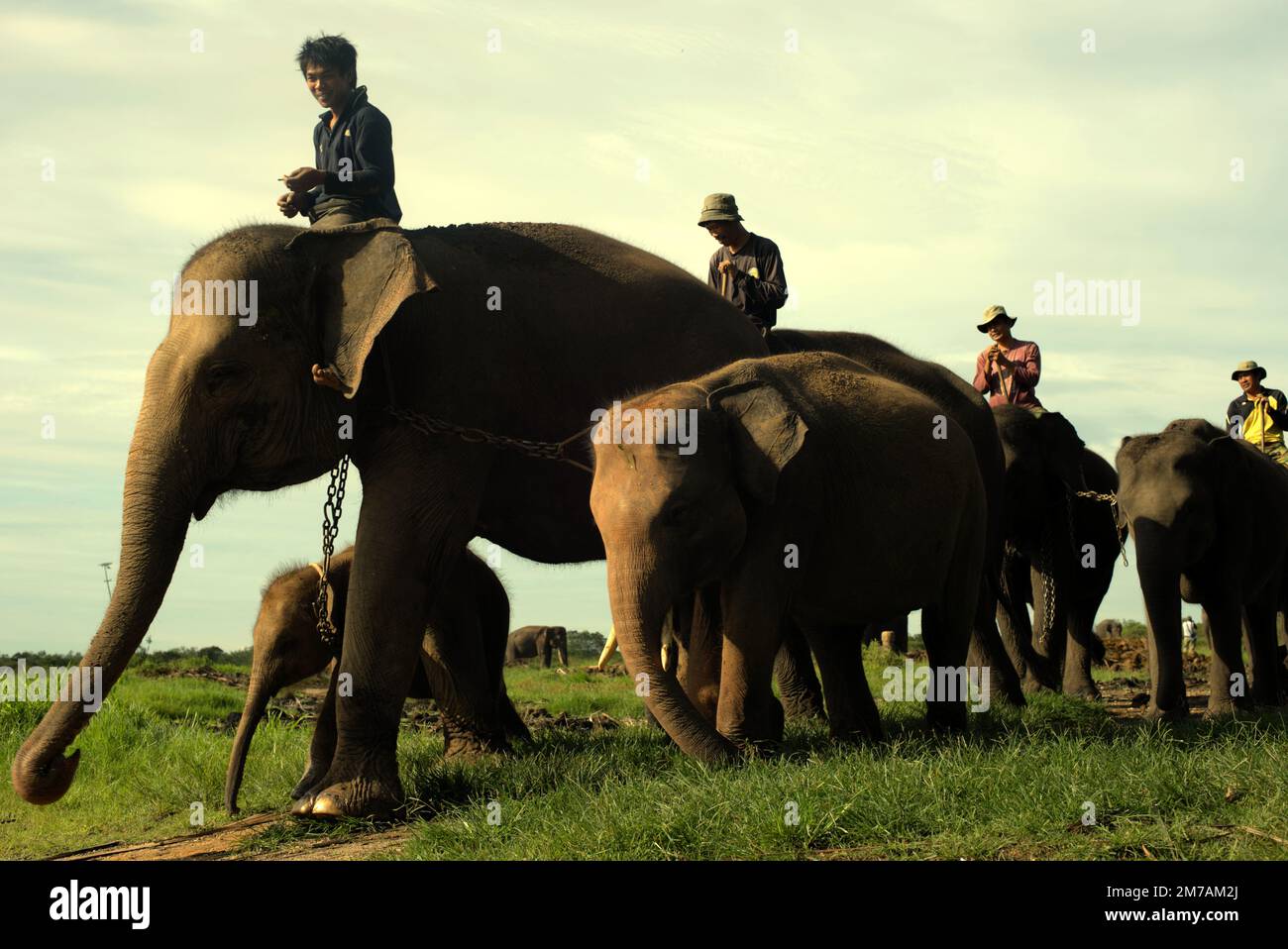 I mahouts, anche rangers del parco nazionale, stanno cavalcando gli elefanti di Sumatran nel parco nazionale di Kambas, Lampung, Indonesia. Foto Stock