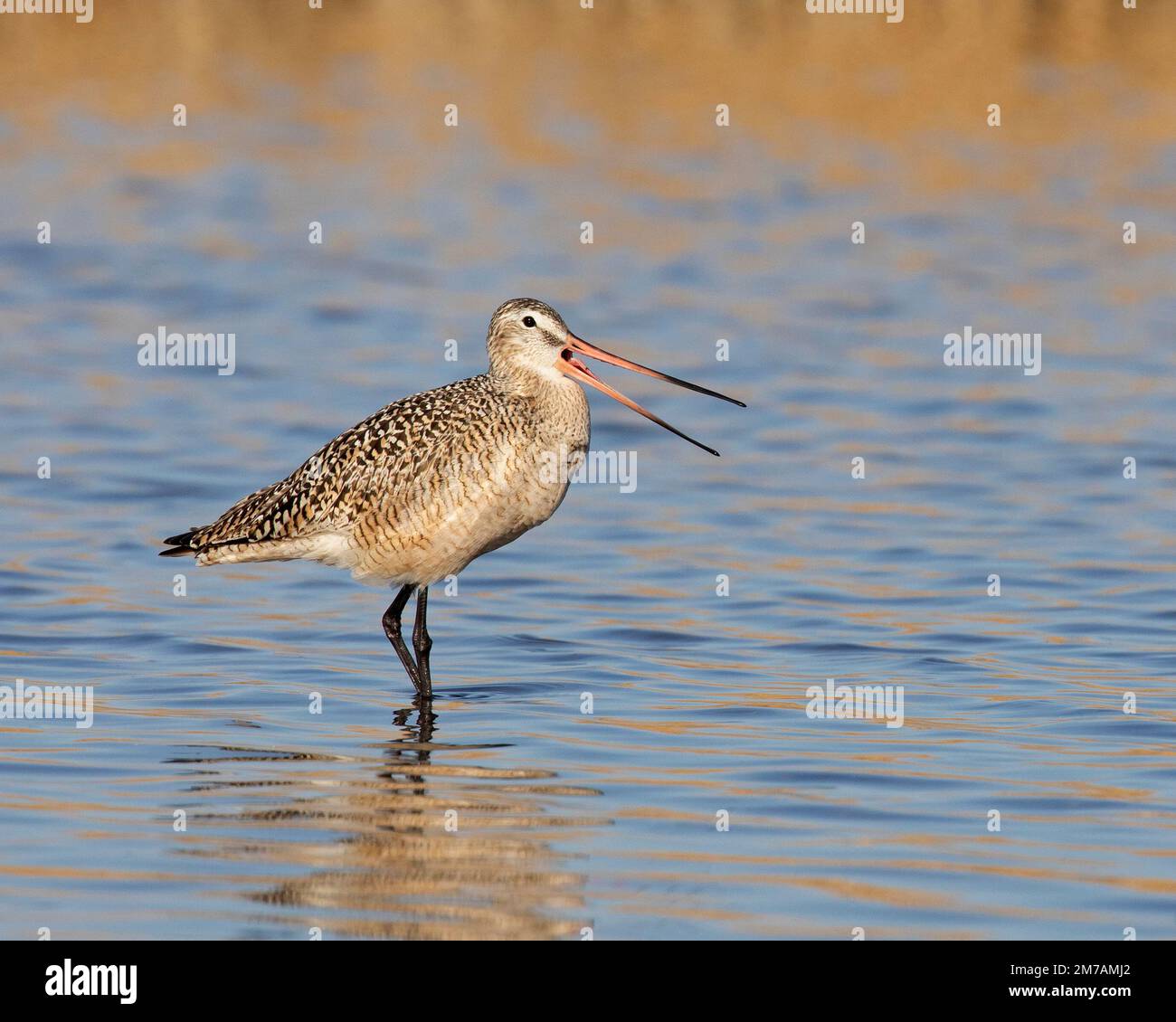 Uccelli marmorizzati di godwit mentre guadi in mare aperto, Frank Lake Conservation Area, Alberta, Canada (Limosa fedoa) Foto Stock