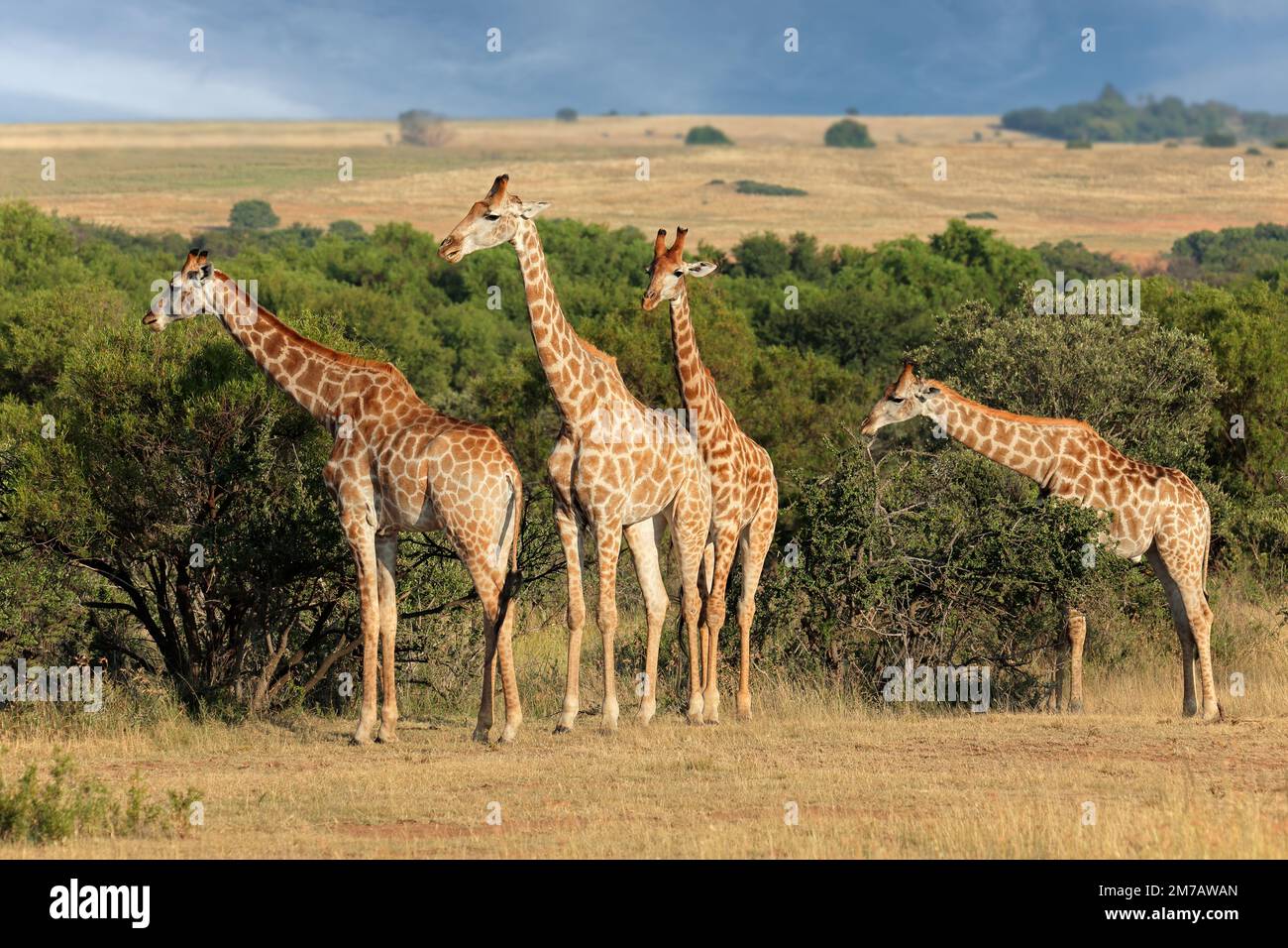 Famiglia di giraffe (Giraffa camelopardalis) in habitat naturale, Sudafrica Foto Stock