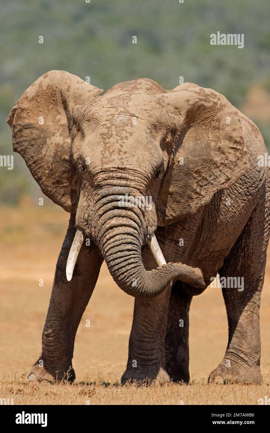 Un grande elefante africano (Loxodonta africana) in habitat naturale, Addo Elephant National Park, Sudafrica Foto Stock