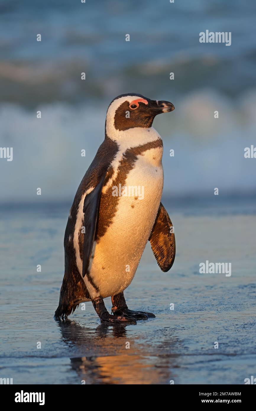 Un pinguino africano (Spheniscus demersus) in piedi sulla spiaggia, Sudafrica Foto Stock