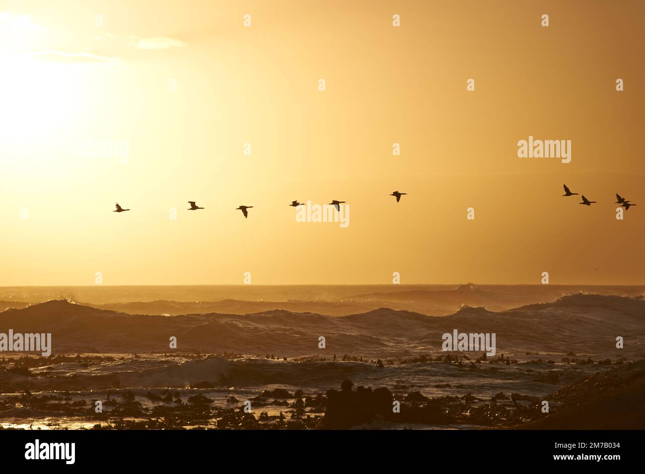 Migrazione a un clima più caldo. Uccelli che volano su un paesaggio sudafricano all'alba. Foto Stock