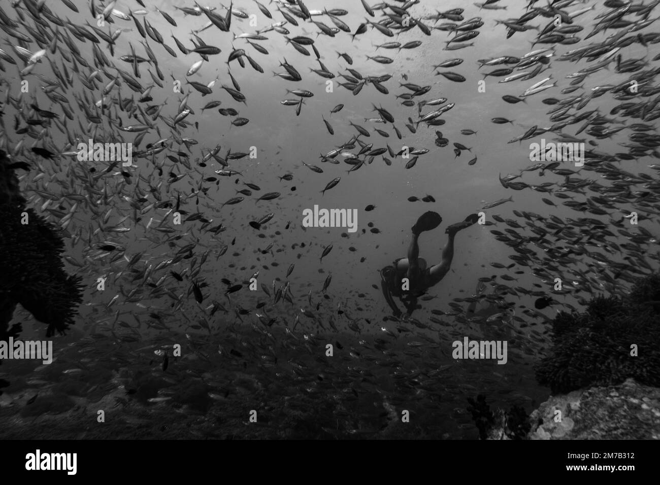 Una vista delle persone circondate da pesci durante le immersioni subacquee Foto Stock