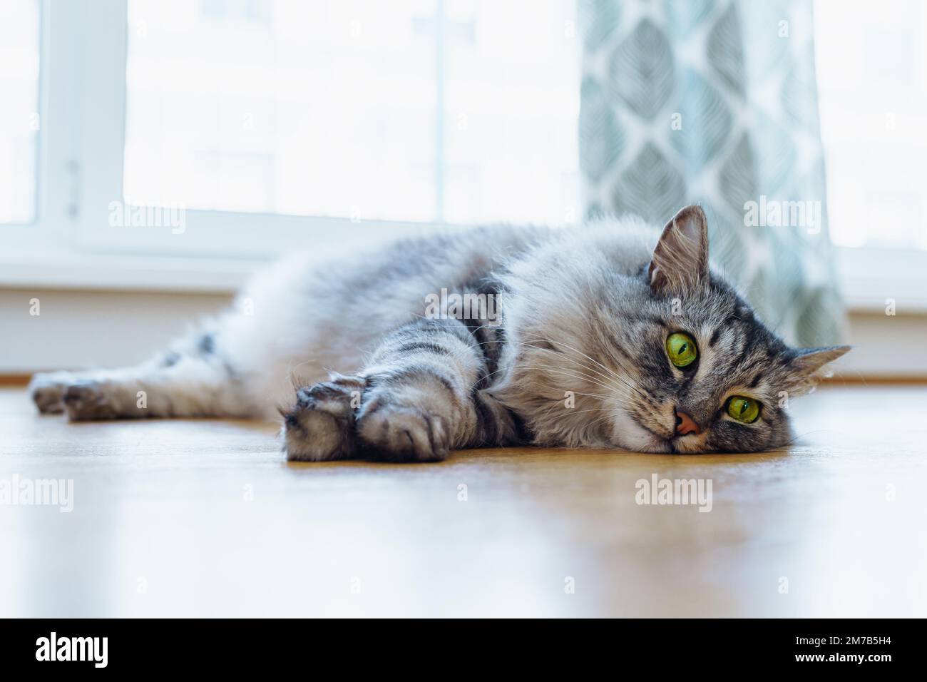 il gatto domestico grigio soffice giace pigramente sul pavimento di parquet, al sole. Luce calda e soffusa e confortevole per gli animali domestici. segue attentamente l'oggetto invisibile Foto Stock