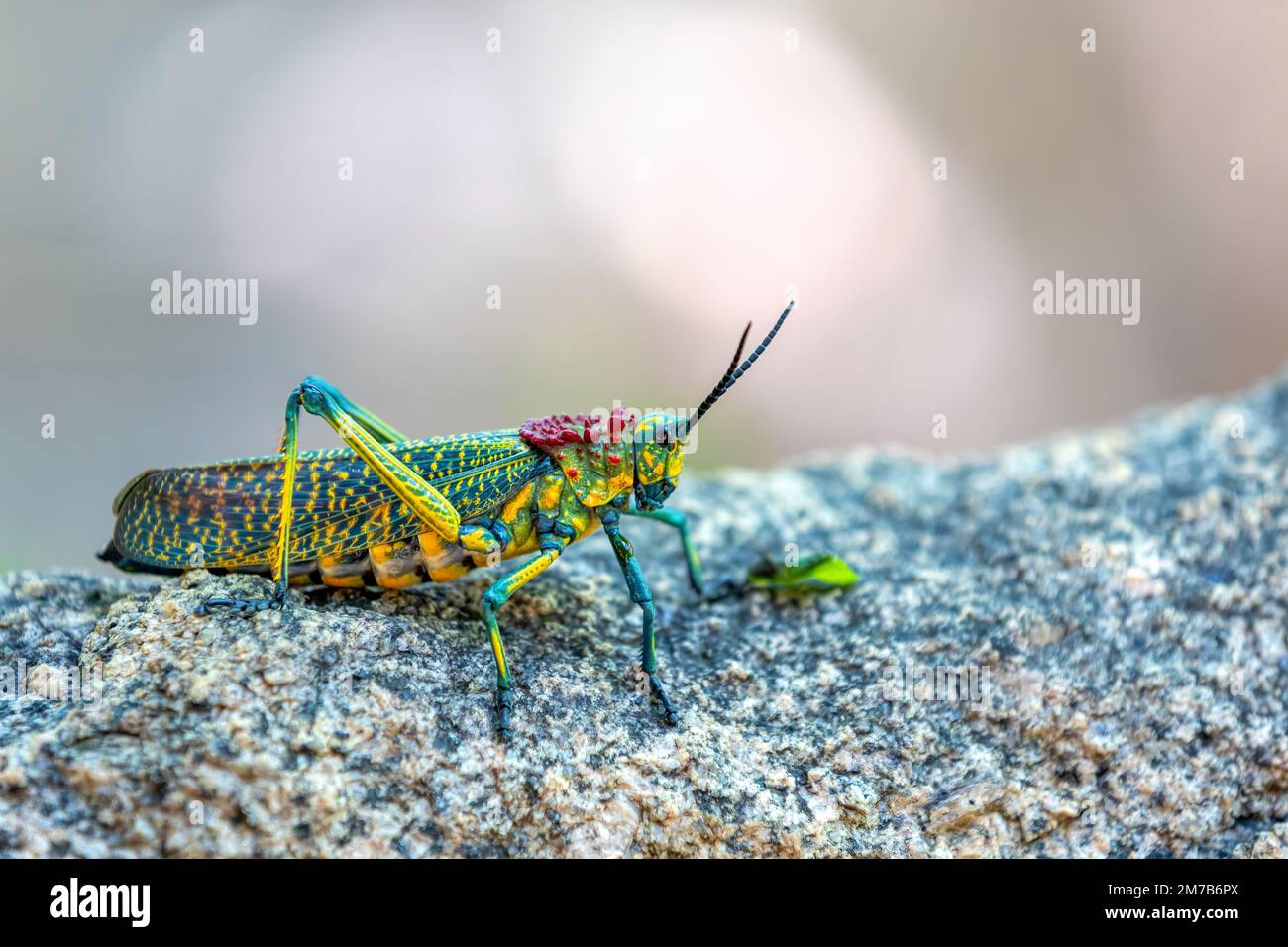 Grasshopper Rainbow Milkweed Locust o Rainbow Bush Locust (Phymateus saxosus), insetto endemico colorato, cavallette della famiglia Pyrgomorphidae. Un Foto Stock