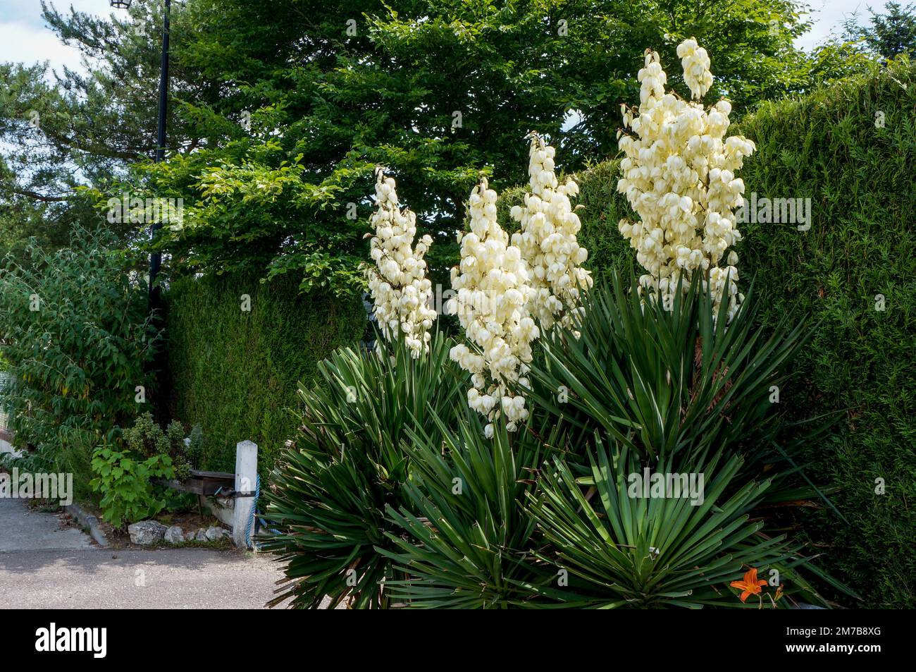 Yucca filamentosa Foto Stock