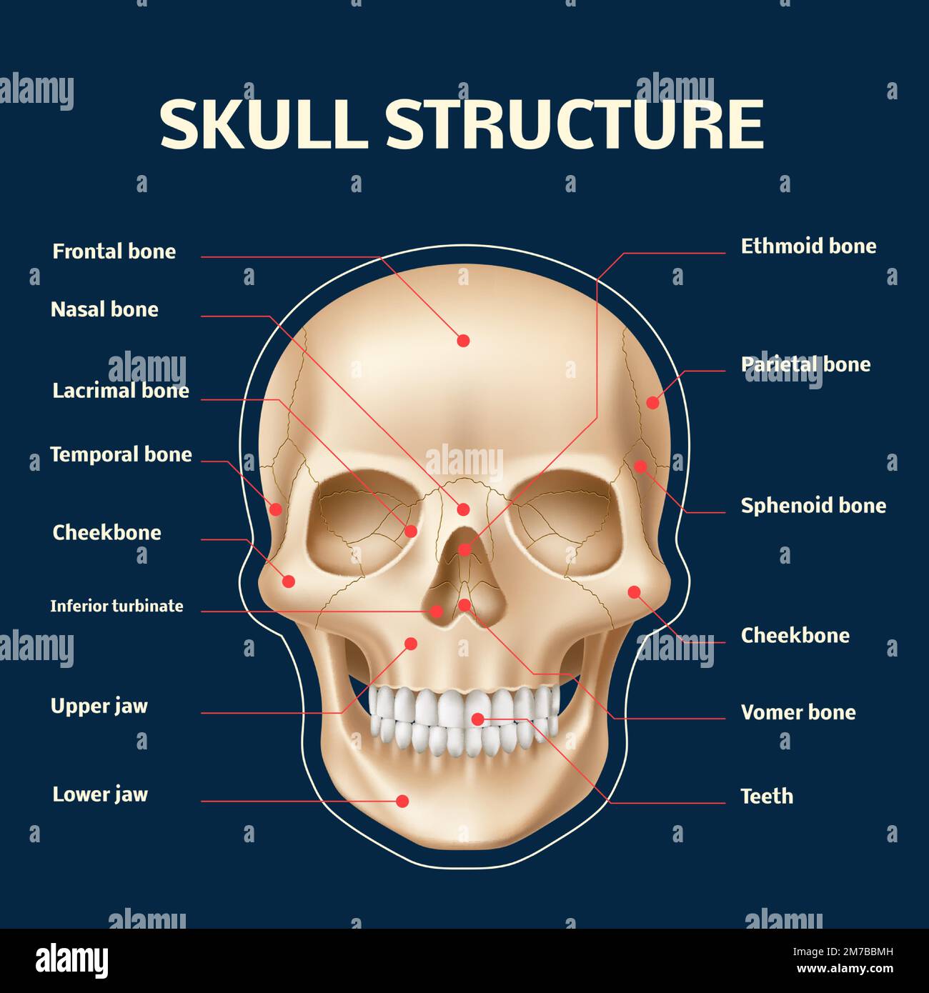 Anatomia del cranio umano. Vista frontale realistica della struttura ossea della testa e del viso, 3D parti dello scheletro isolate e nomi, modello didattico frontale con denti Illustrazione Vettoriale