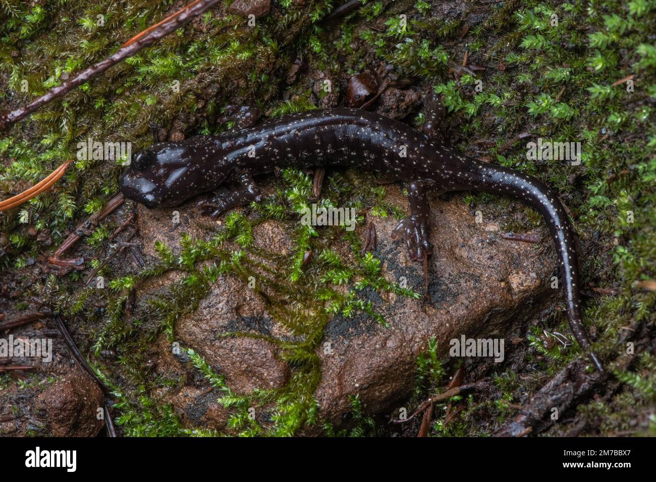 Una salamandra vagante (vagani di Aneides) sul pavimento della foresta nella California del Nord, Stati Uniti. Foto Stock