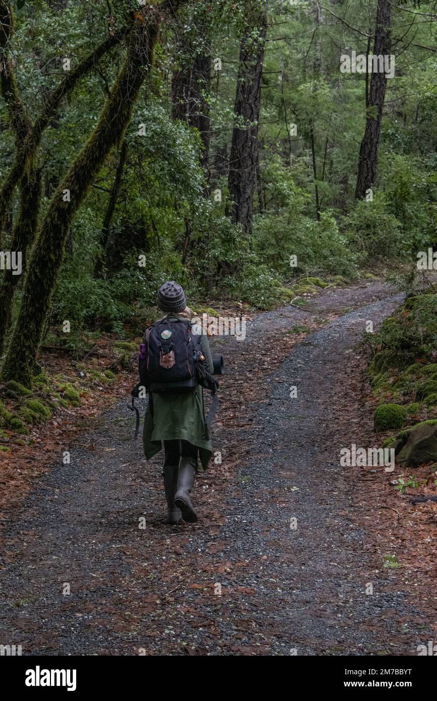 Un escursionista a piedi in lontananza su una piccola strada di ghiaia attraverso la foresta nella contea di Mendocino, nel deserto della California settentrionale. Foto Stock