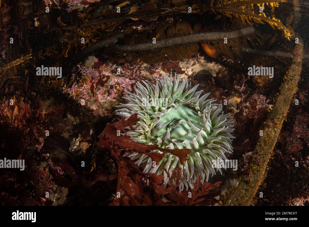 Anemone verde gigante (Anthopleura xanthogramica) sott'acqua in una scuola di marea nella California costiera nella zona della baia di San Francisco. Foto Stock