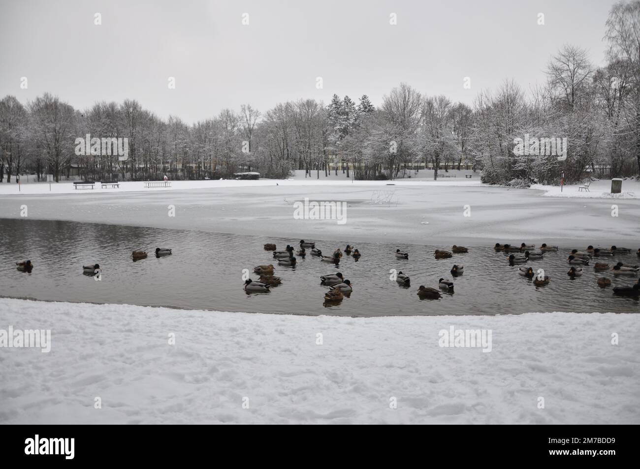 Le anatre Mallard galleggiano nel lago ghiacciato. Gruppo di anatre di mallard su un stagno congelato. Scena naturale da Bad Fussing, Baviera, Germany.Flock di anatre selvatiche. Foto Stock