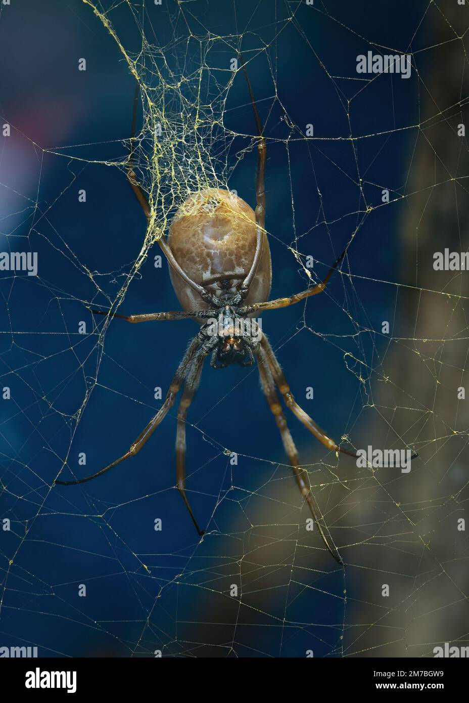 Falsa vedova Spider Foto Stock