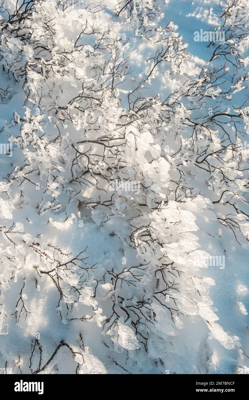 astratto inverno piante ghiacciate sfondo neve Foto Stock