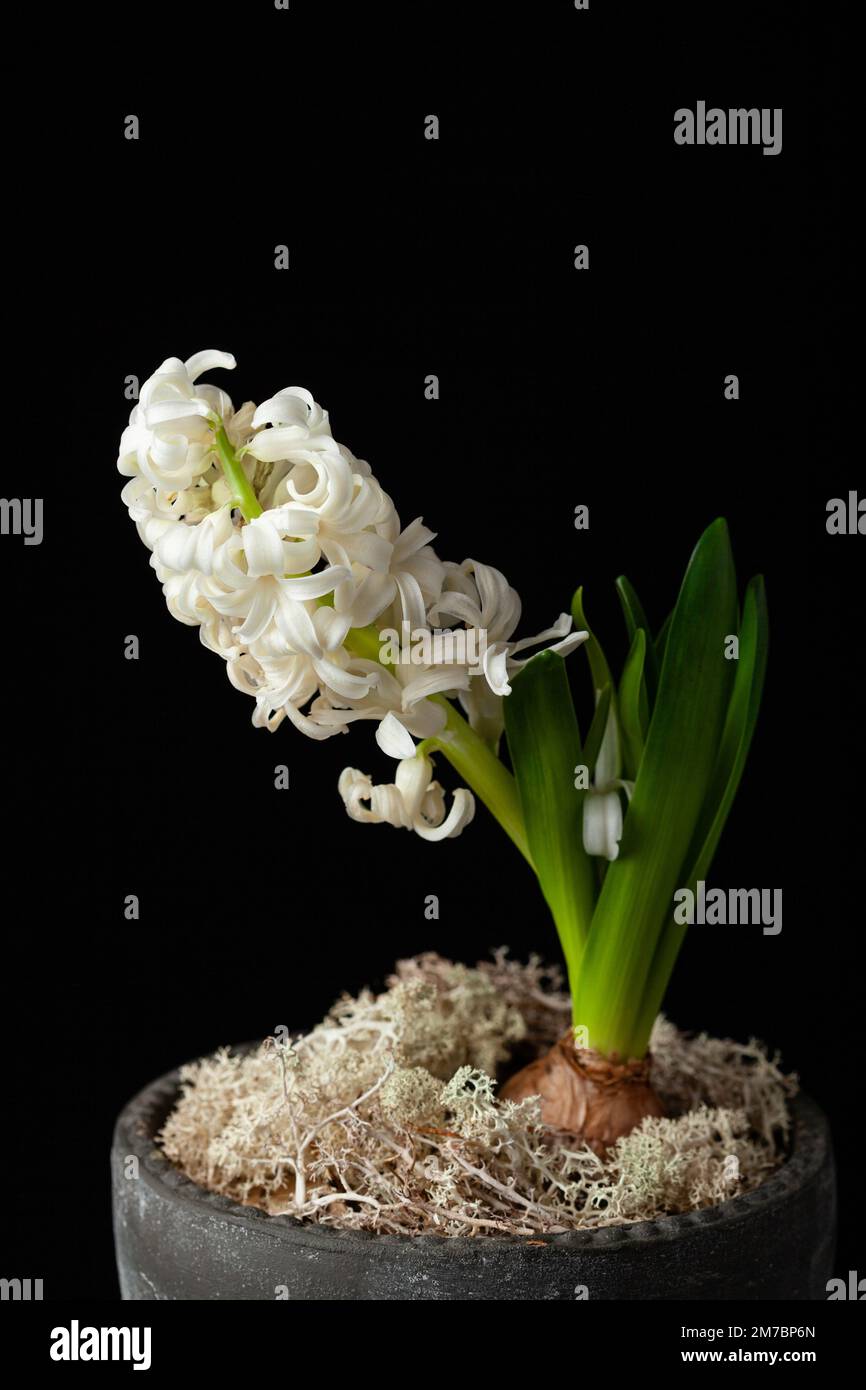 bianco giacinto tradizionale inverno natale o primavera fiore su sfondo nero Foto Stock