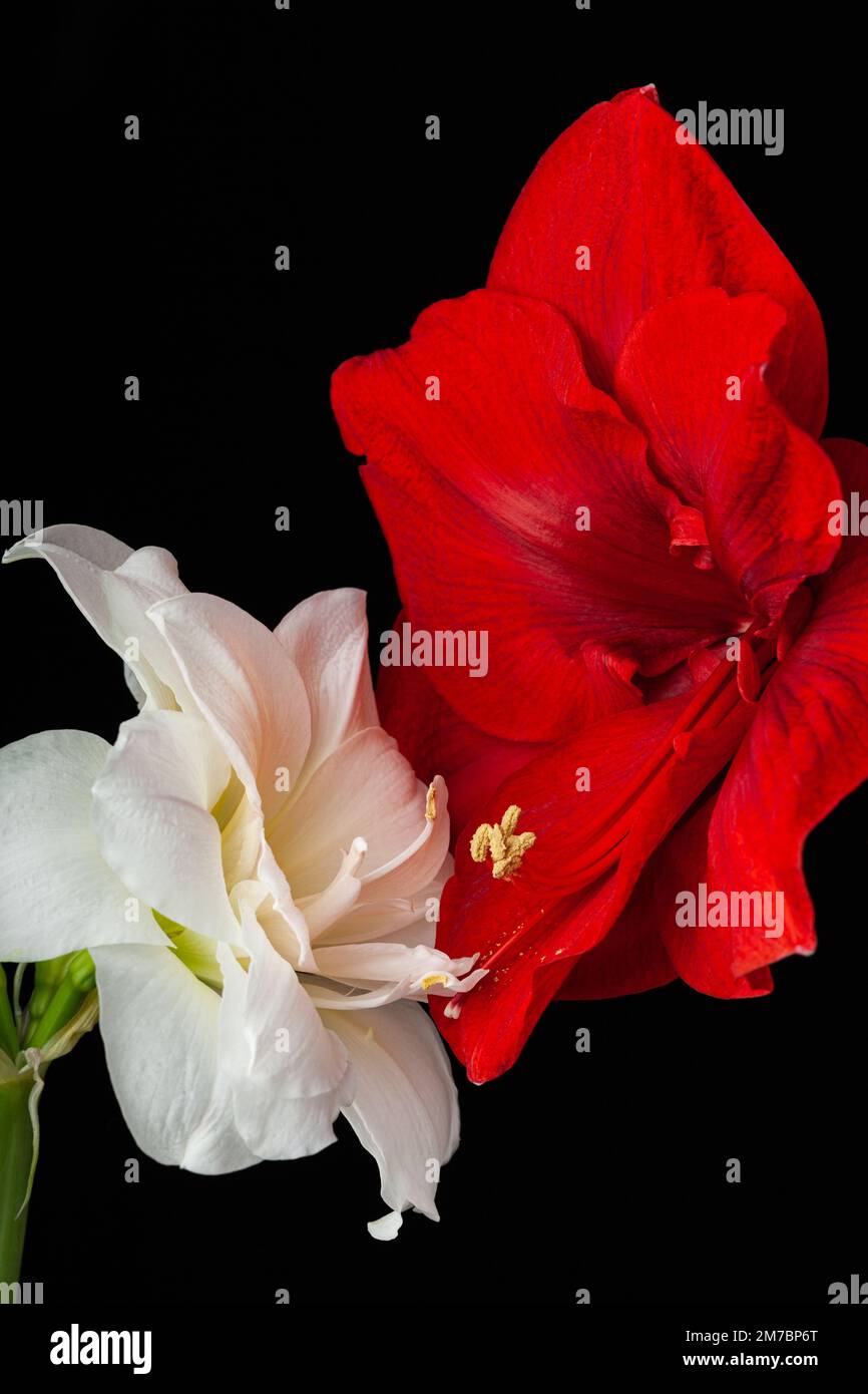 metafora dell'amore passione sesso coppia erotica, due fiori amaryllis che si toccano l'un l'altro Foto Stock