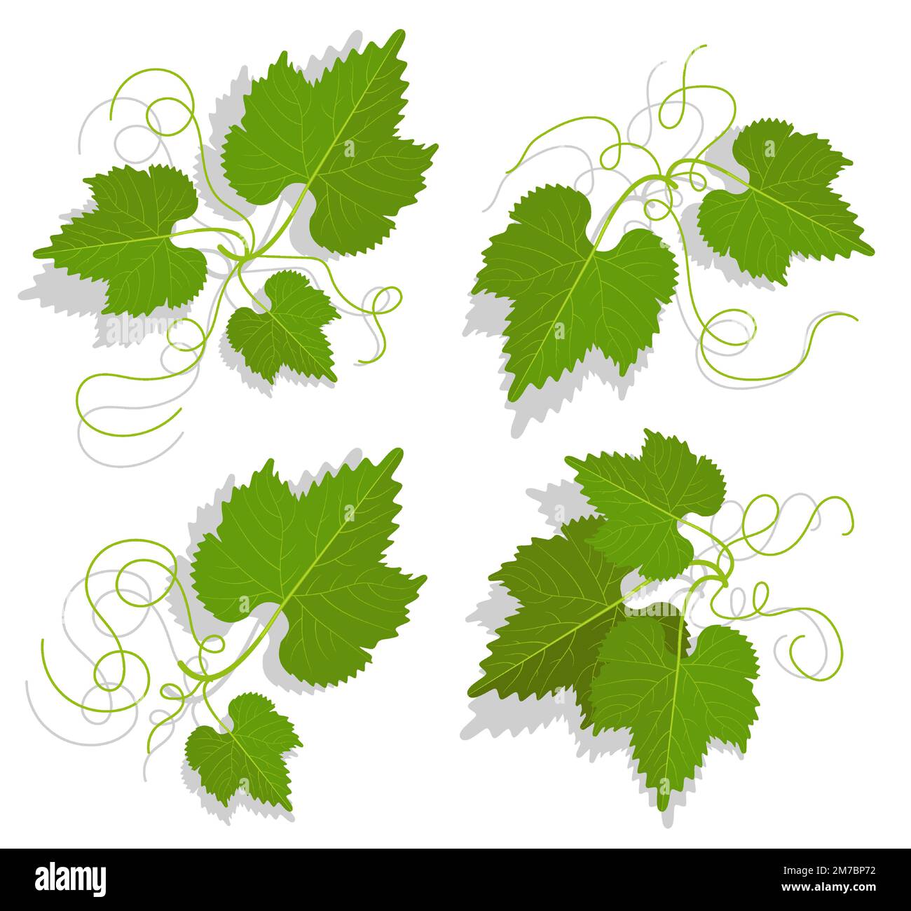 Set di foglie di uva verde con tendoli ramificati. Vinificazione e giardinaggio. Vettore cartoon isolato su sfondo bianco Illustrazione Vettoriale