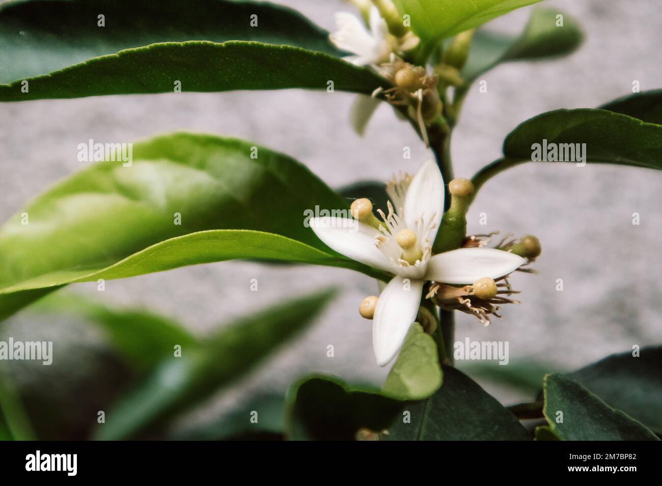 Fiore bianco di arancio - un fiore bianco-neve dell'albero Pomeranian nella famiglia di Citrus. Alberi di fiori d'arancio. Infiorescenza con petali profumati. LEM Foto Stock