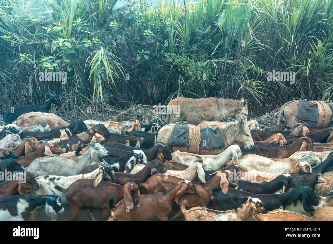 una mandria di animali domestici è a piedi sulla strada Foto Stock