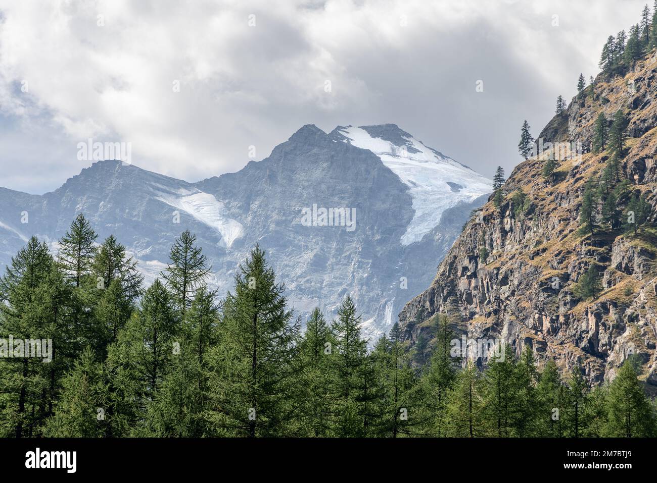 Gola alpina ricoperta di fitta pineta sempreverde, ripida pendenza di granito calvo, vette innevate del Parco Nazionale del Gran Paradiso. Foto Stock