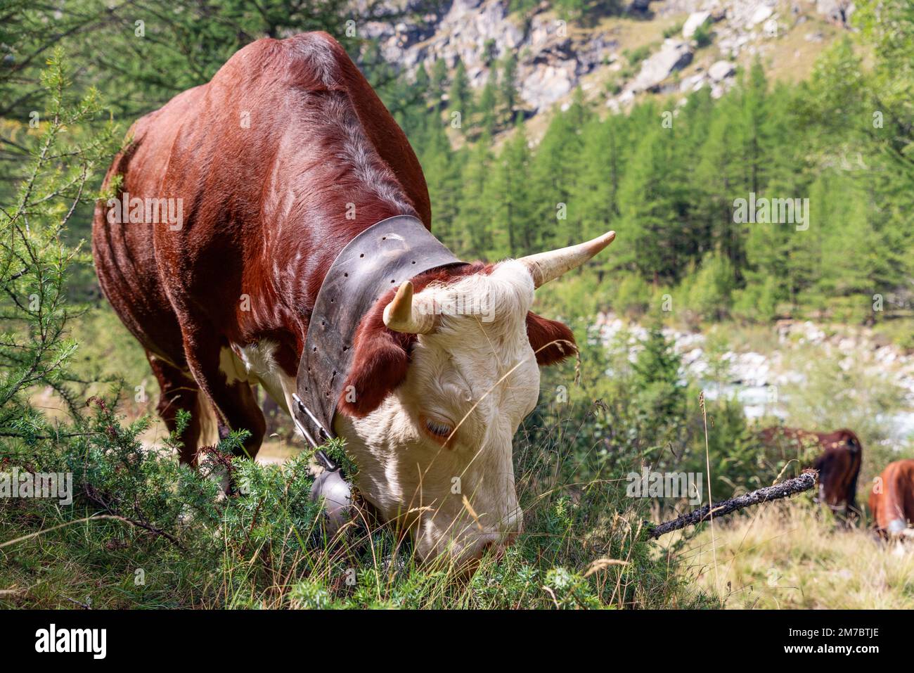 Adorabile vacca dal colore marrone setoso con grande campana di metallo sul collo si abbaia sul prato del pendio montano in Valle d'Aosta, Italia Foto Stock