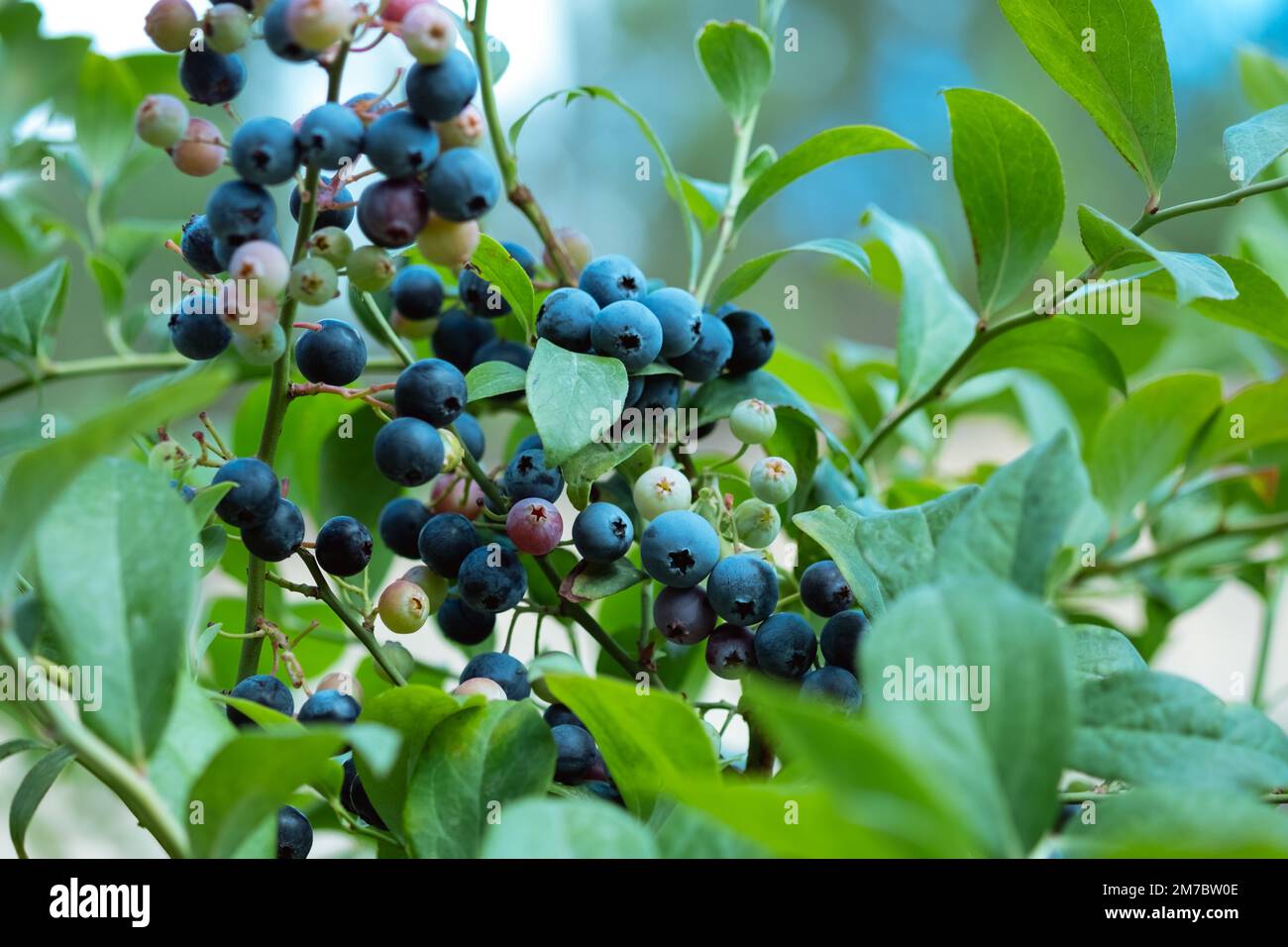 I mirtilli maturi sono pronti per la raccolta, primo piano. Mirtilli biologici freschi sul Bush. Colori luminosi. Foto Stock