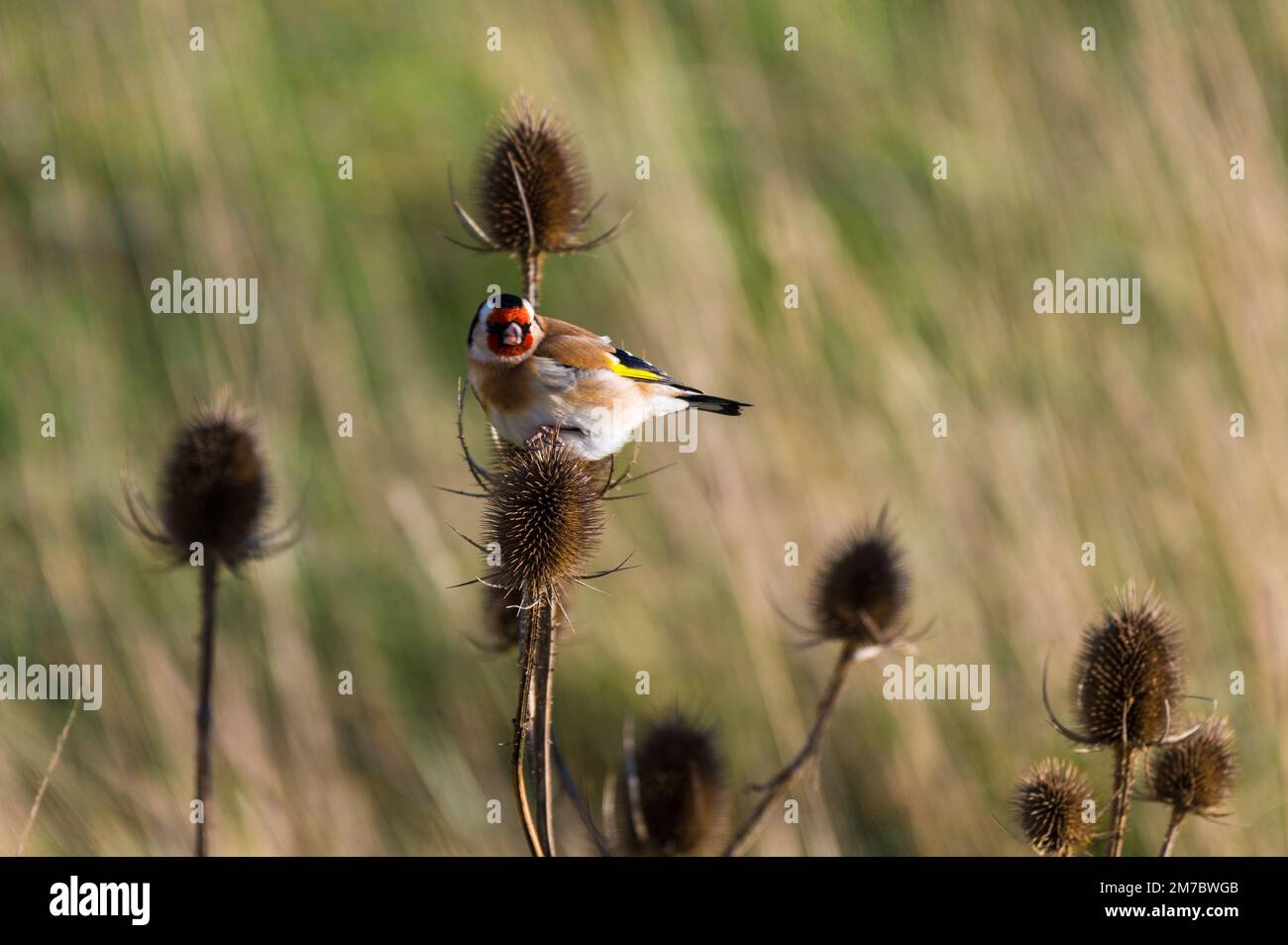 Goldfinch su teasel, guardando la fotocamera, Rye Harbour, Regno Unito Foto Stock
