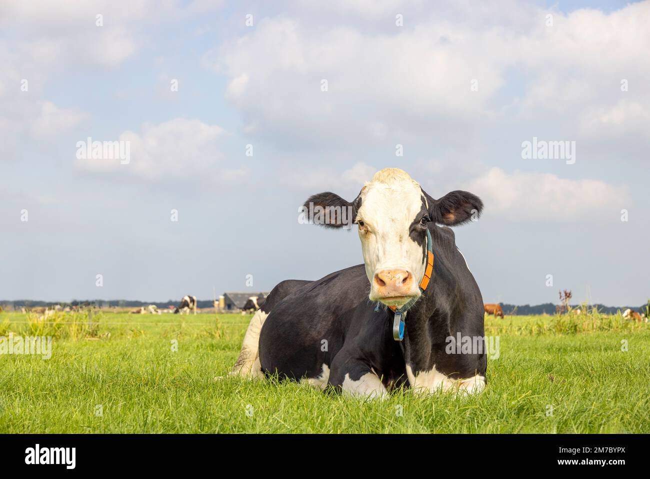 Grande mucca si trova nel campo, sdraiato felice in erba verde, occhio nero patch e orecchie nere, cielo blu e spazio copia Foto Stock