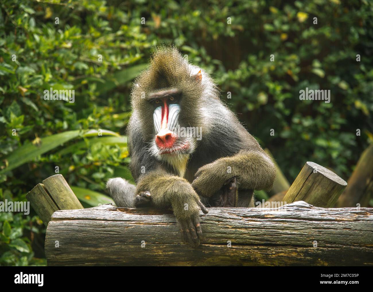 Bellissimo babbuino nei boschi allo zoo Foto Stock