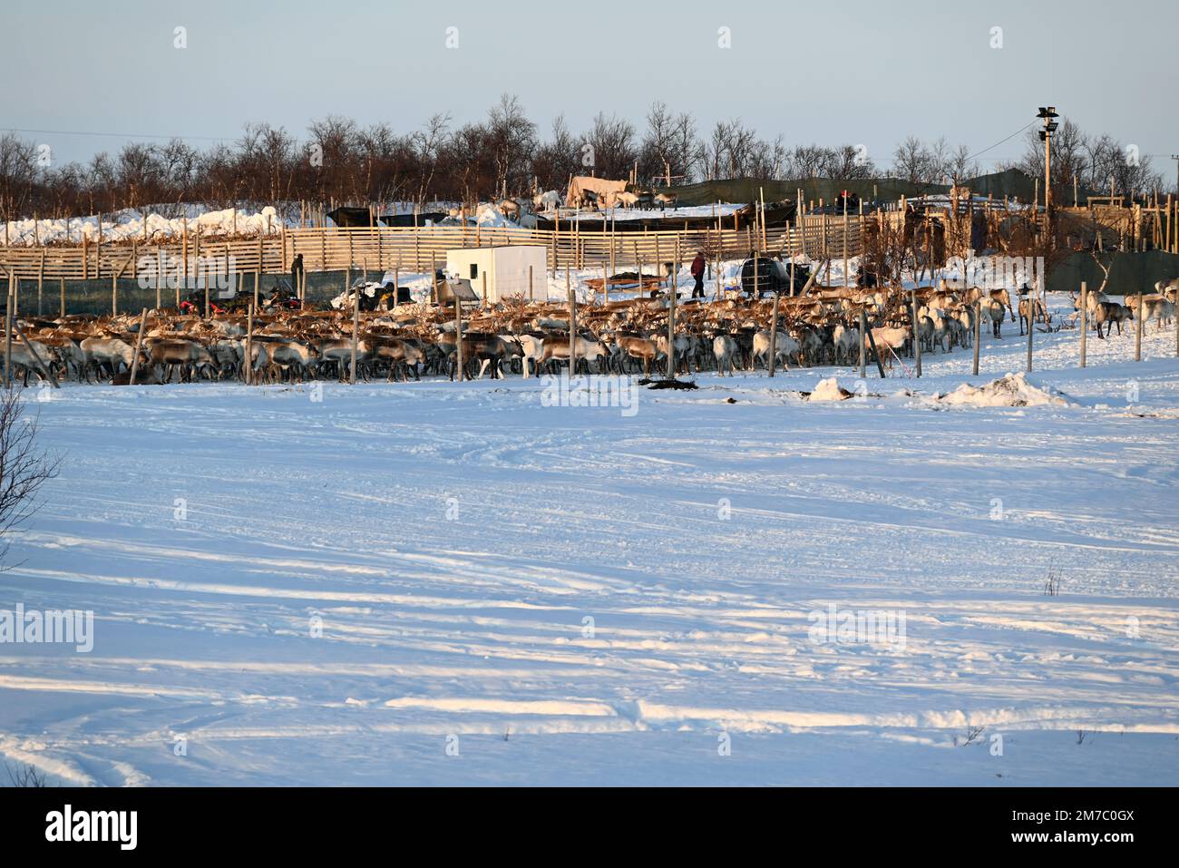 Un allevamento di renne non lontano dalla città di Kautokeino, centro di Finnmark, nell'estremo nord della Norvegia. Foto Stock