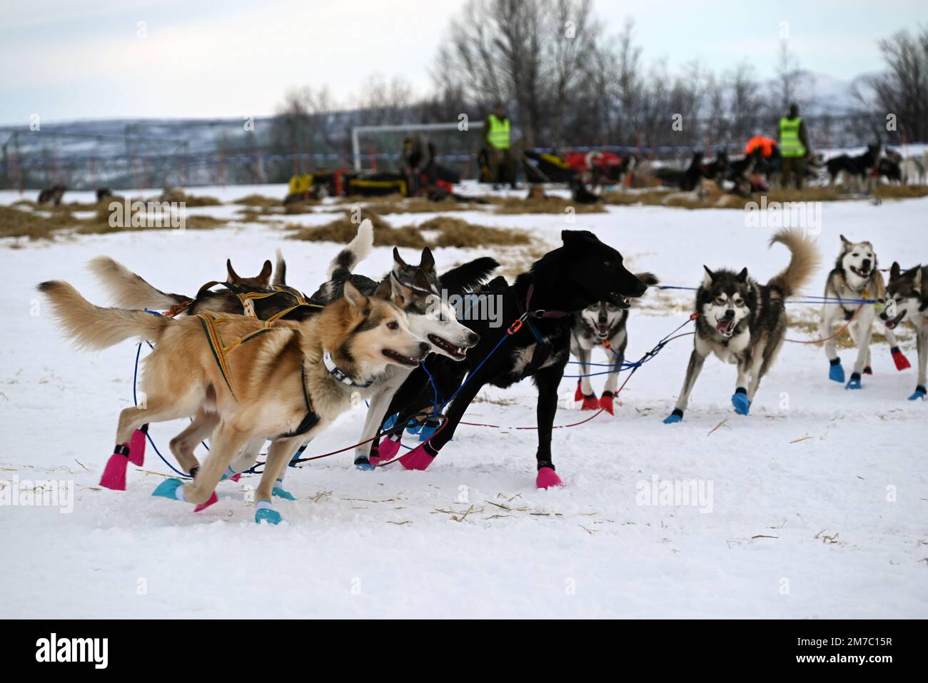 Dopo una sosta obbligatoria a Karasjok, una squadra di cani da slitta ha appena ricominciato la gara di Finmarkslopet. Foto Stock
