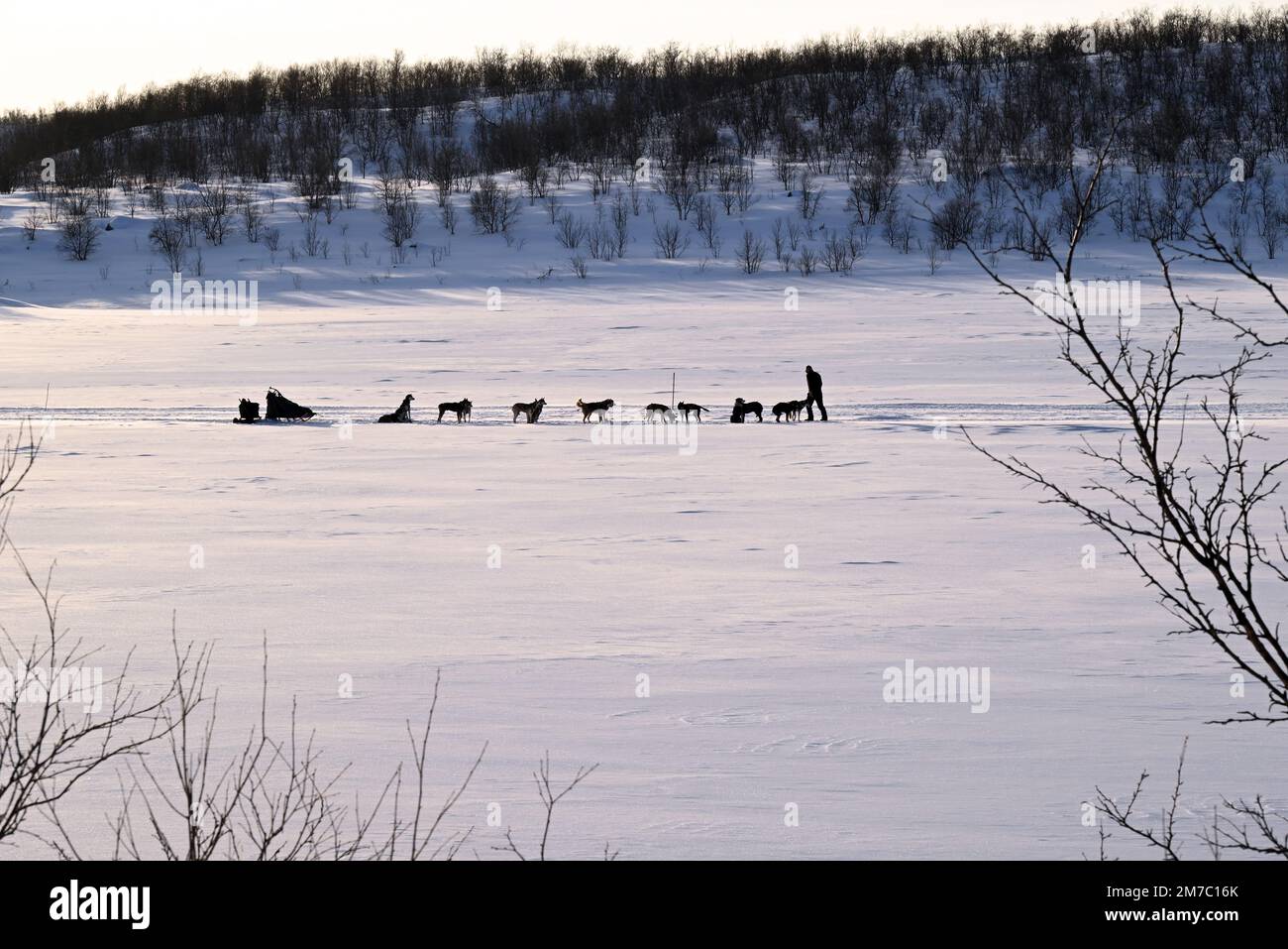 Nel centro della regione di Finnmark, un musicista fa una pausa durante l'evento di cani da slitta Finmarkslopet. Sta viaggiando sul fiume ghiacciato Kárášjohka. Foto Stock