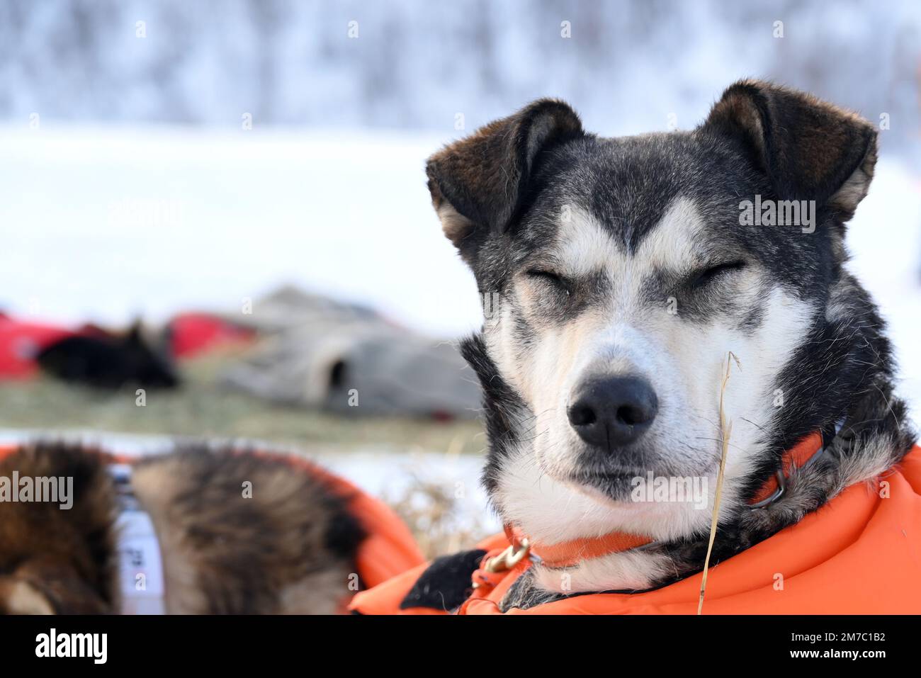 A Kirkenes, un cane da slitta che riposa durante una sosta obbligatoria nella corsa a lungo raggio di Finmarkslopet. Foto Stock