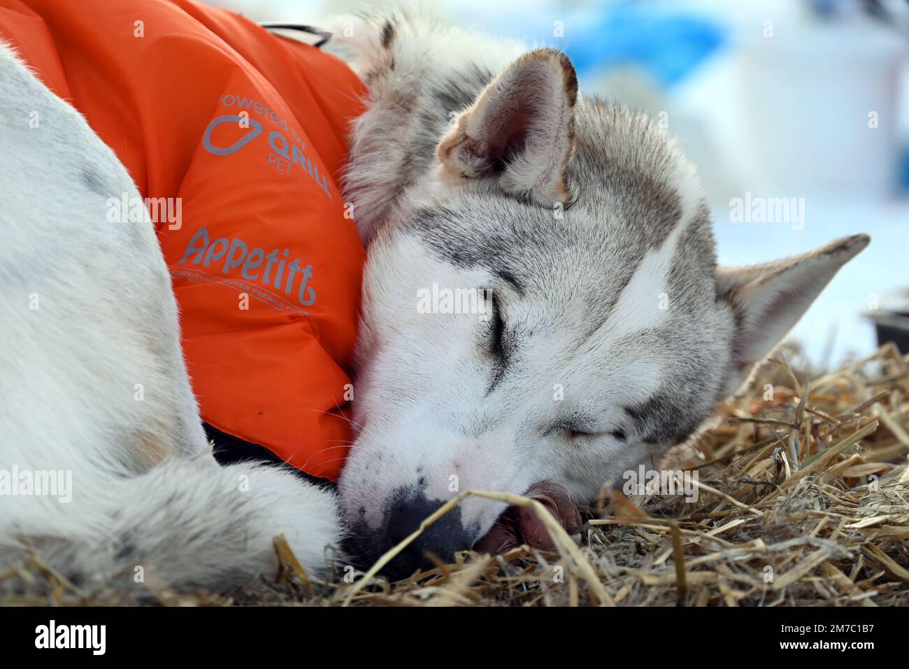 Cani da slitta che dormono sul letto di paglia durante una delle pause obbligatorie, durante la gara di 1200 km di Finmarkslopet. Foto Stock