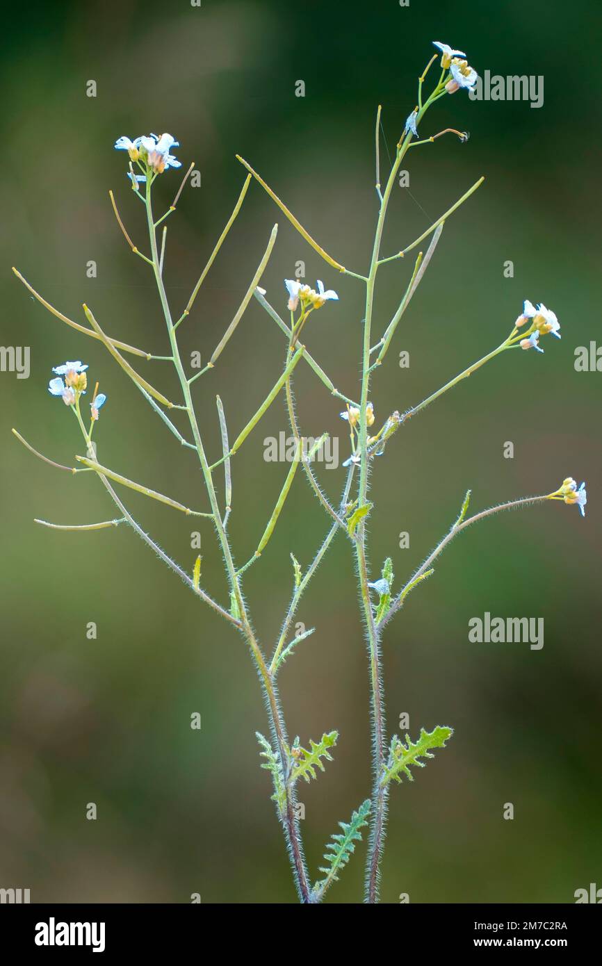 Roccia di sabbia (Cardaminopsis arenosa, Arabidopsis arenosa), fioritura, Germania, Baviera, Ammergebirge Foto Stock