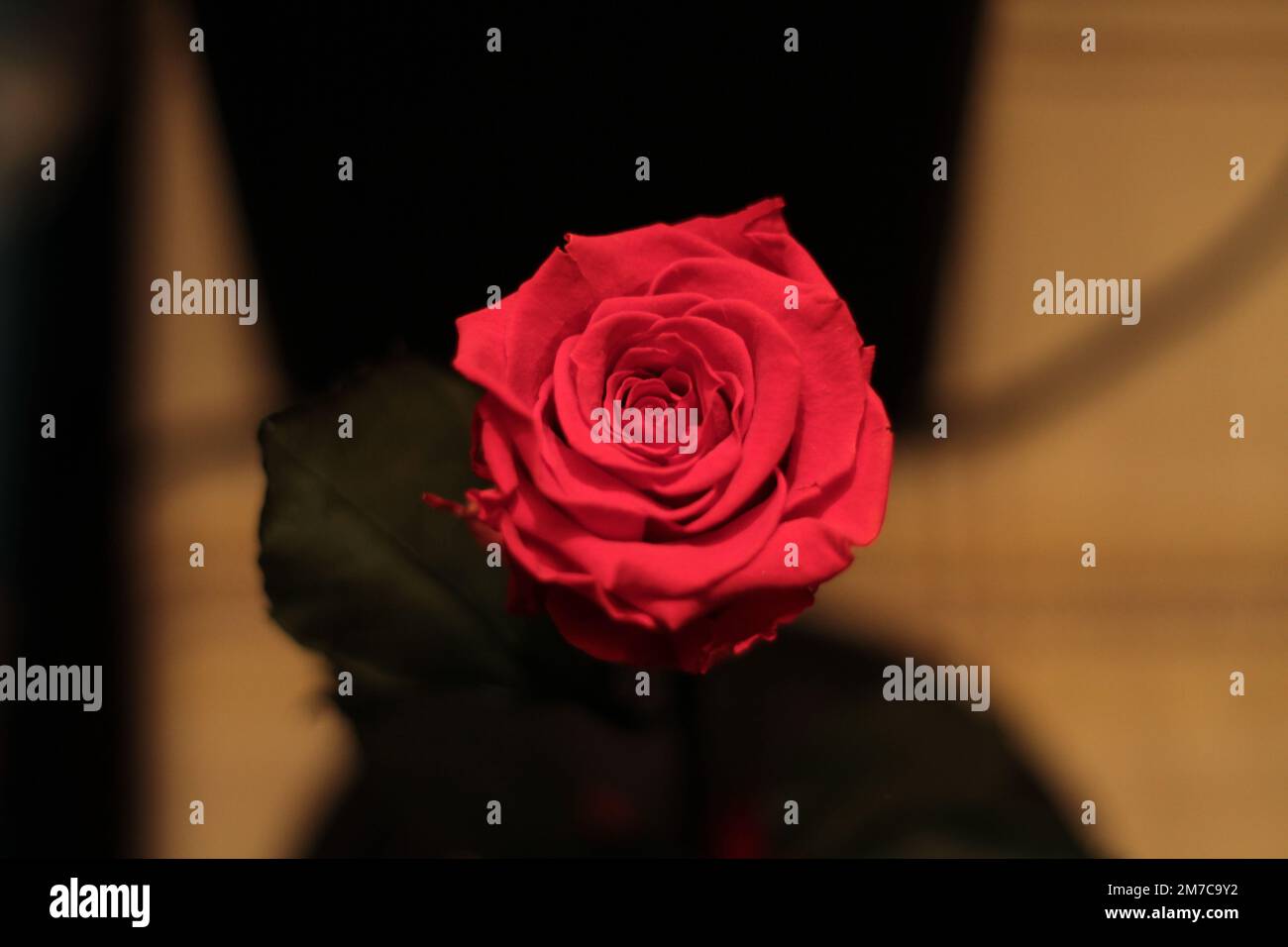 bel fiore scarlatto in un primo piano fiasca. Foto di alta qualità Foto Stock